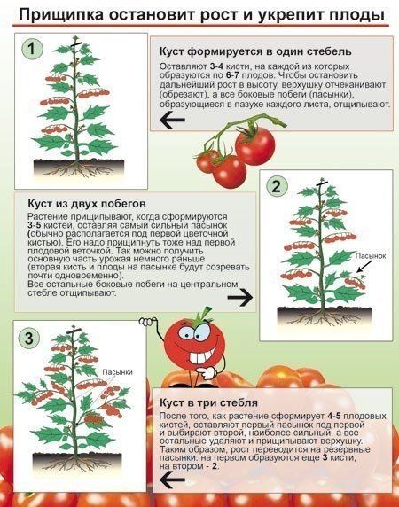 Зачем прищипывают томаты