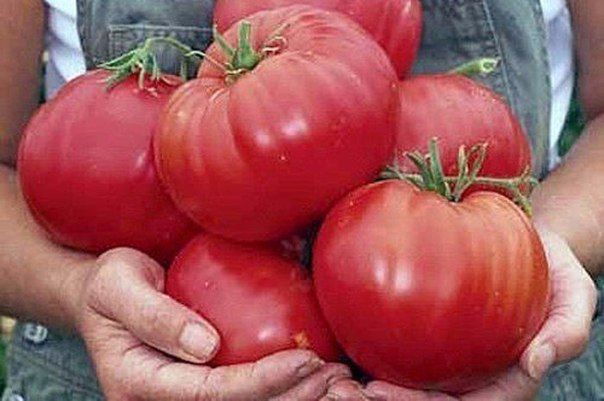 Как вырастить помидоры крупного размера