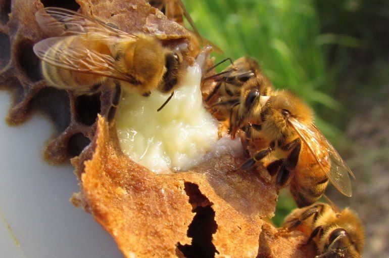 Пчелиное маточное молочко: в чем польза