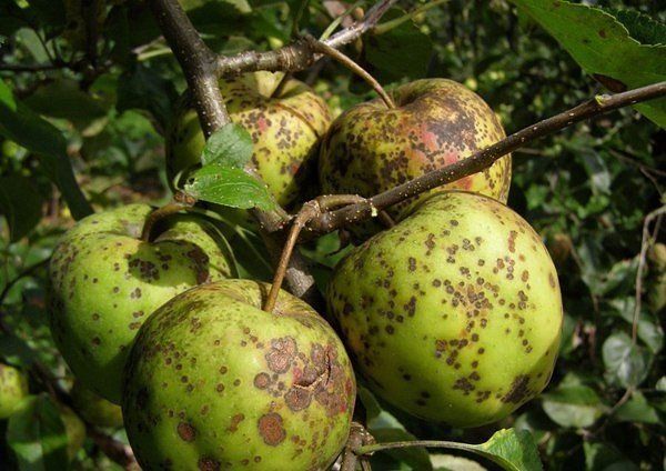 Лечение парши на яблоне и груше