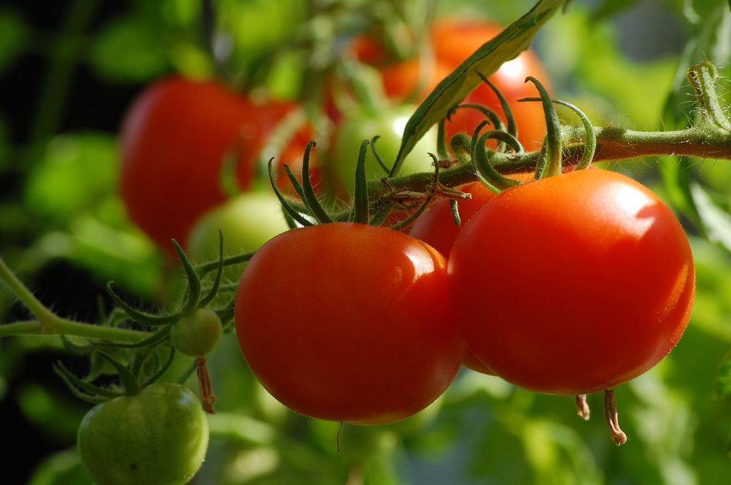 Как правильно пасынковать  помидоры 