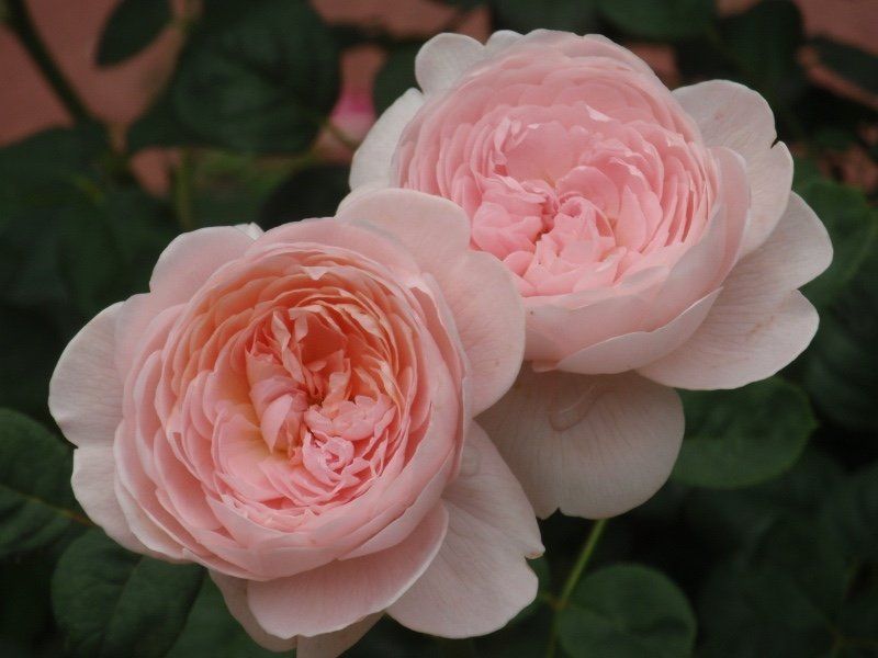 Розовый рай: выращивание розы из черенка