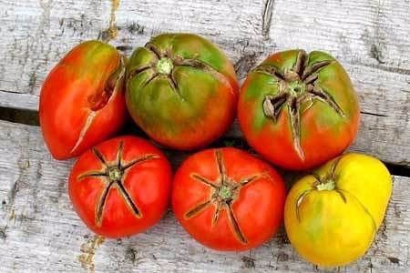 Почему трескаются томаты? И другие популярные вопросы садоводов