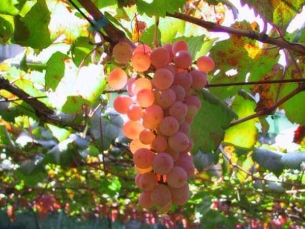 Зеленые операции на виноградном кусте