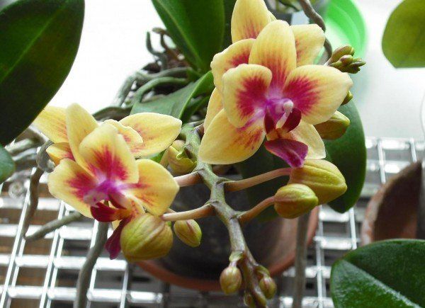 Прекрасные орхидеи: секреты ухода