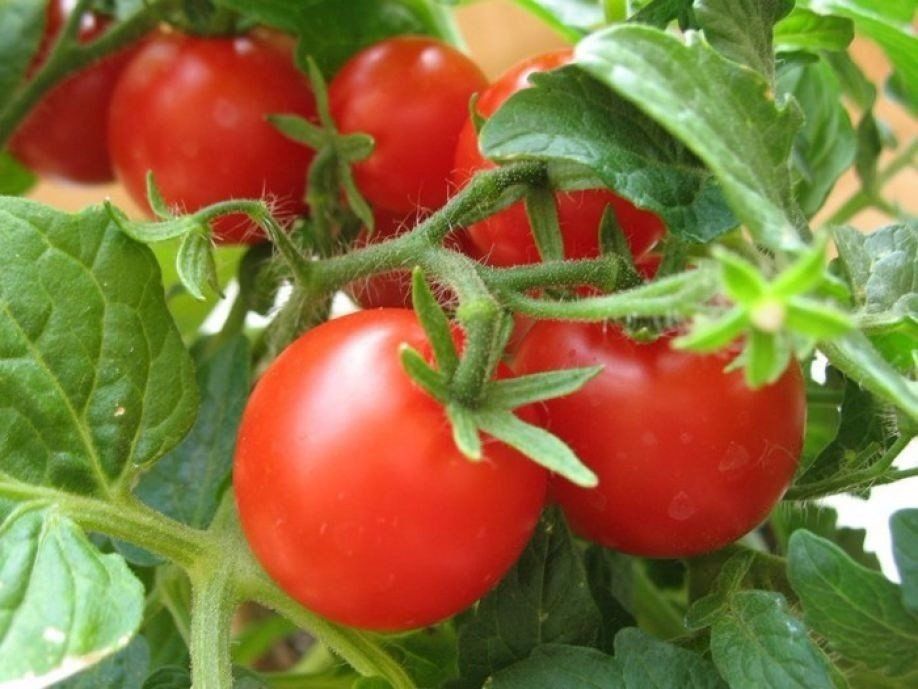 Как  ускорить процесс созревания томатов