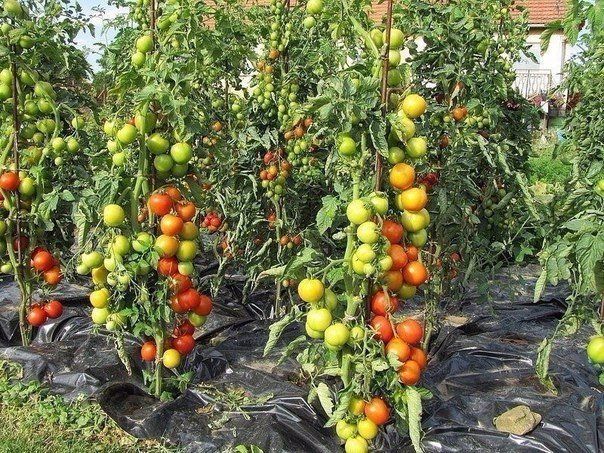 Экологичное удобрение для томатов