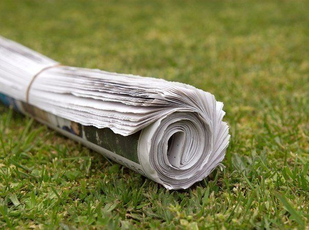 Мини-газон на газете
