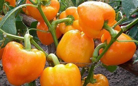 Выращивание перца: советы бывалых огородников