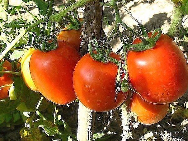 Три  ошибки в выращивании томатов