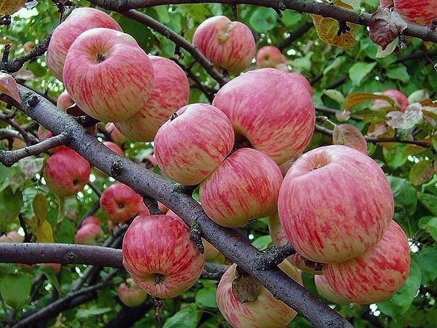 Как увеличить урожай яблок