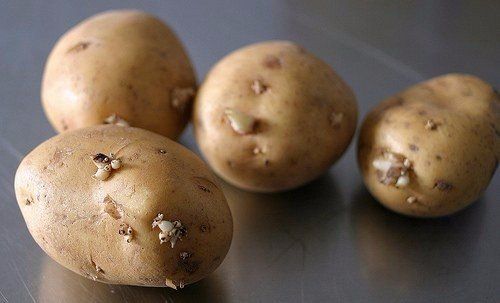 Как разбудить клубень картофеля 