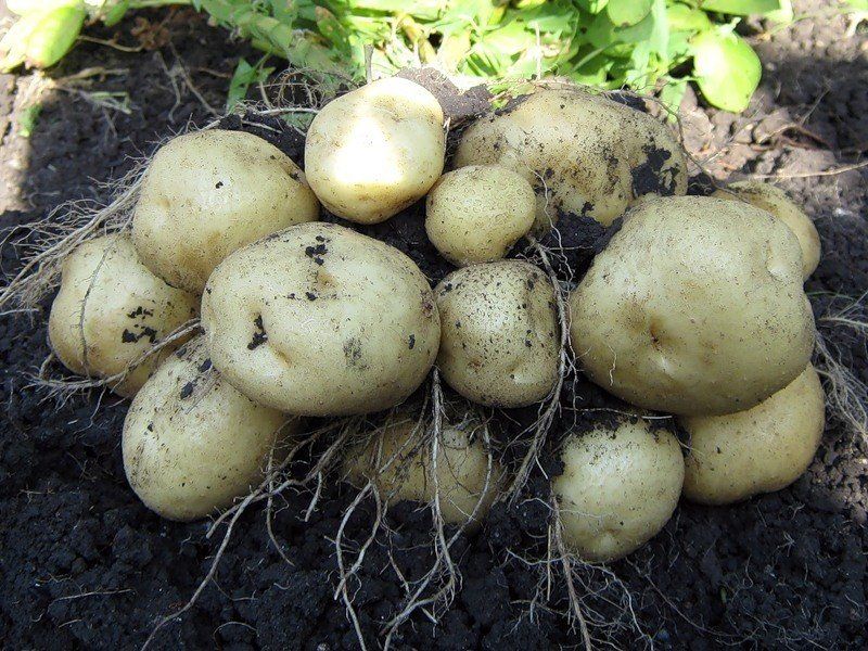 Выращивание картофеля на малых площадях
