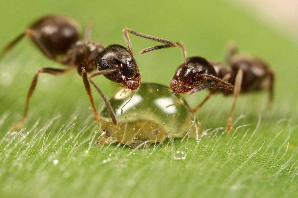 Надежное средство от муравьев 
