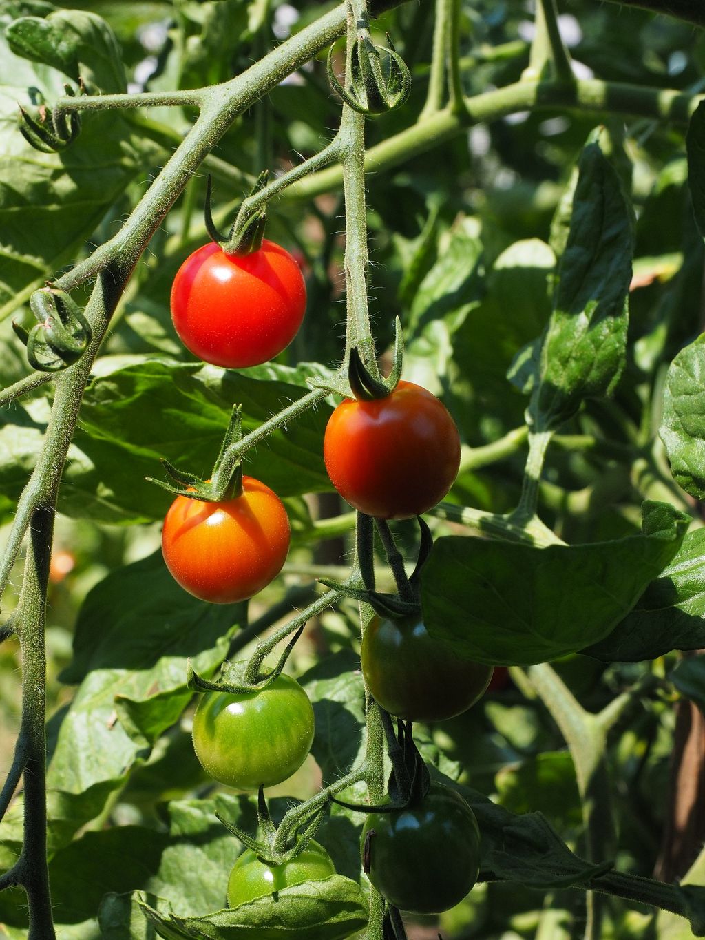 Как пасынковать  разные типы томатов 