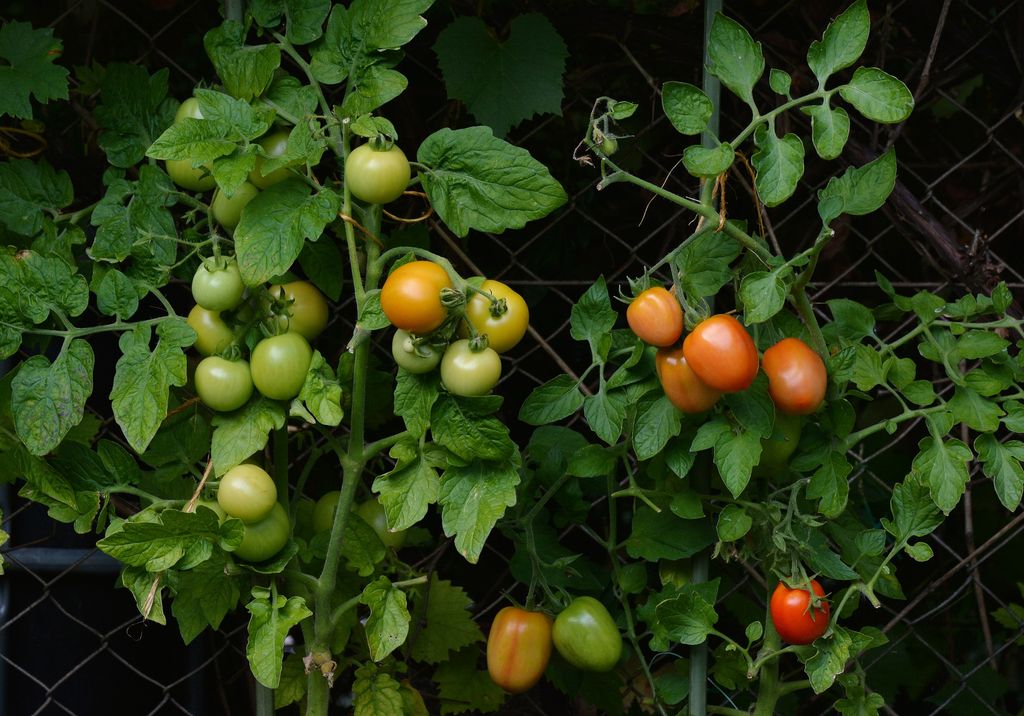 Откармливаем томаты