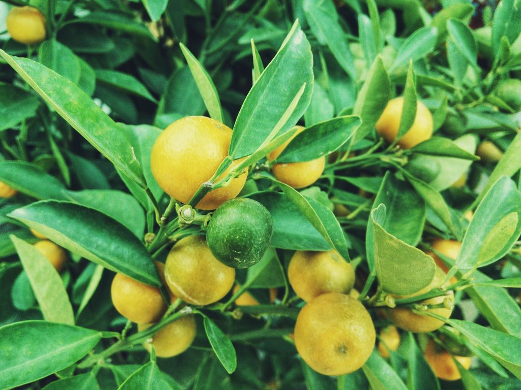 Как вырастить лимон дома: инструкция  