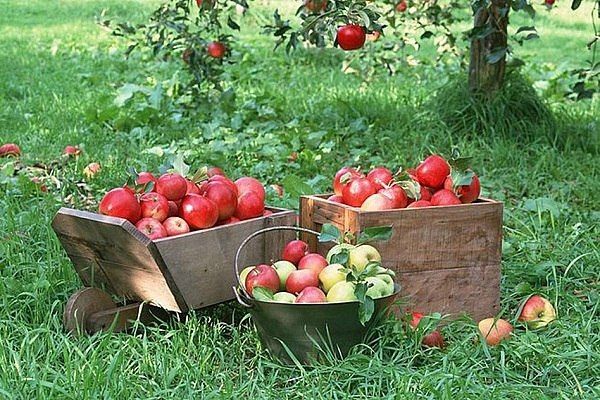 Как правильно удобрять яблони