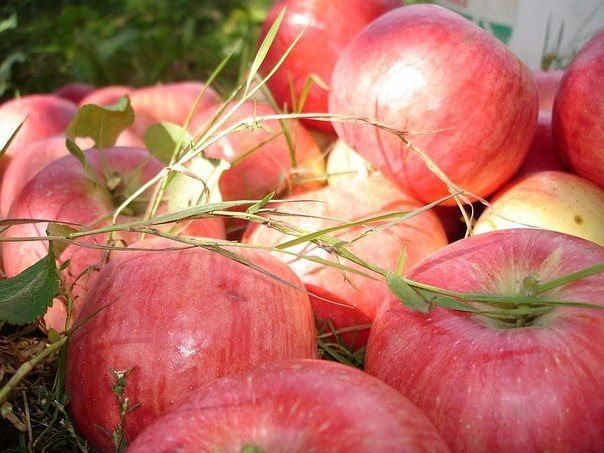 Как ускорить плодоношение яблони