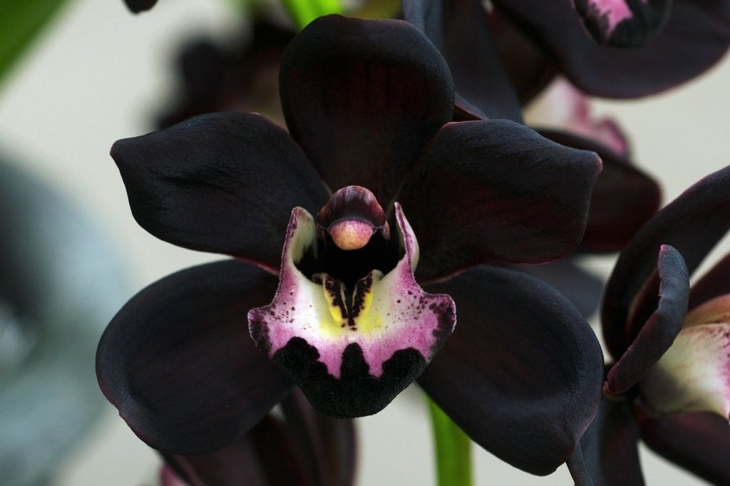 Как вырастить красавицу чёрную орхидею