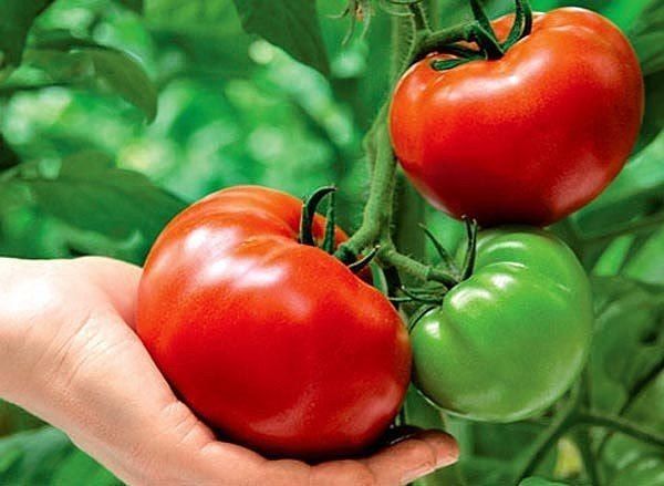 Как ускорить процесс созревания помидоров