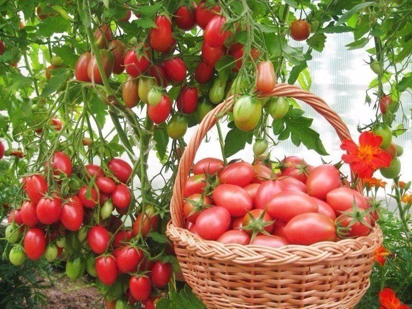 Что нужно томату в августе и сентябре