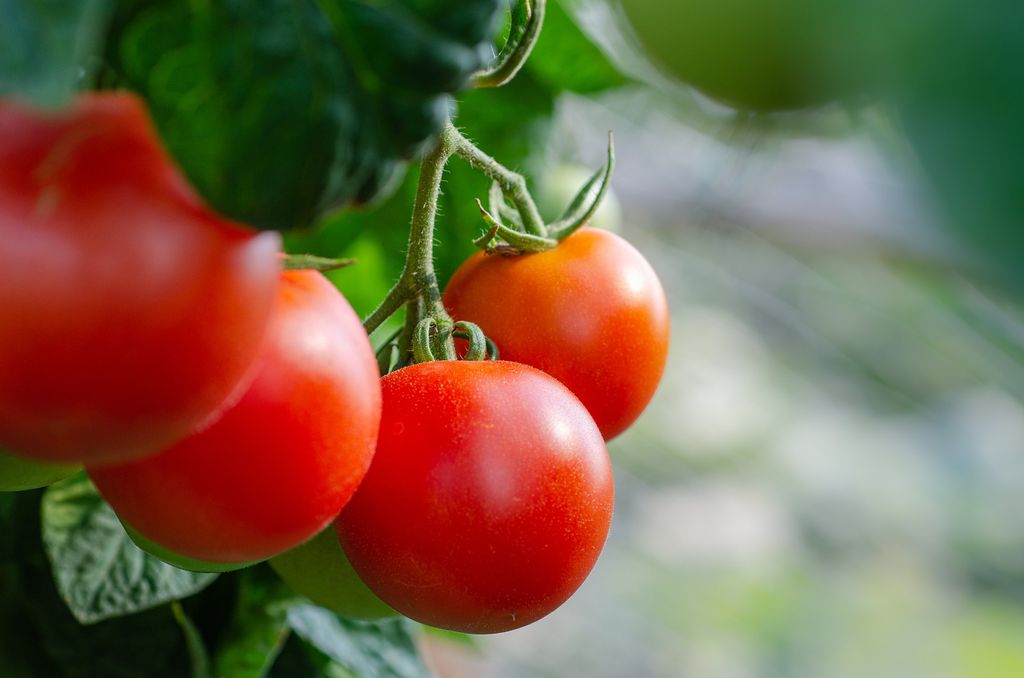 Как бороться с фитофторой на томатах плюс секрет бальзама для великолепного роста плодов