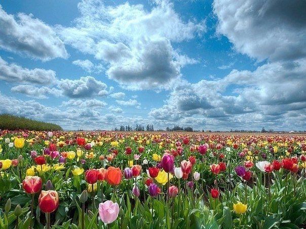 Советы по уходу за тюльпанами после цветения