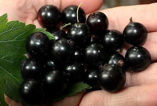 7 секретов хорошего урожая черной смородины