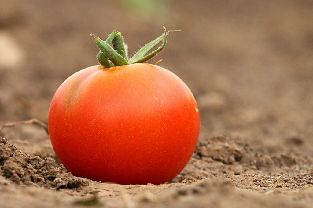 Уникальный способ посева томатов под зиму