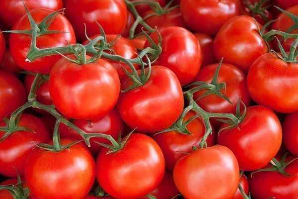  Сорта томатов, устойчивых к фитофторе