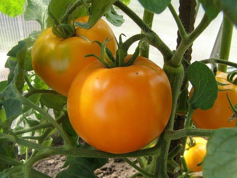 Почему стоит сажать оранжевые помидоры
