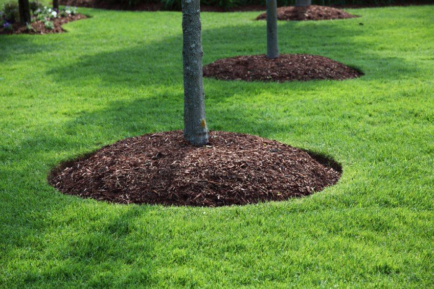 Как правильно содержать почву под плодовыми деревьями
