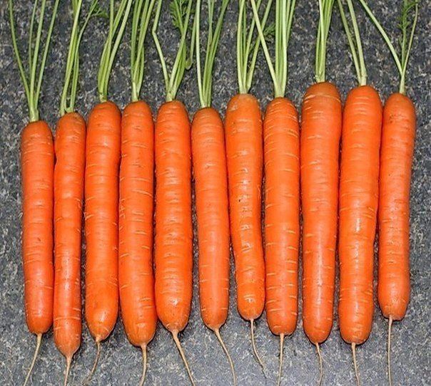 Быстрый способ выращивания моркови