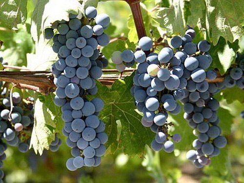 Как вырастить виноград, если вы раньше никогда этого не делали
