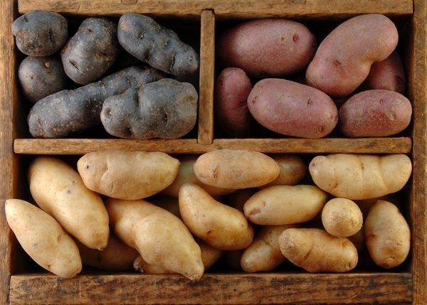 Пять ошибок при хранении картофеля