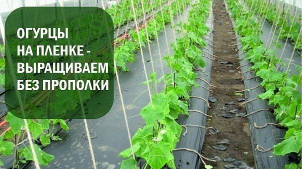 Как вырастить огурцы под пленкой