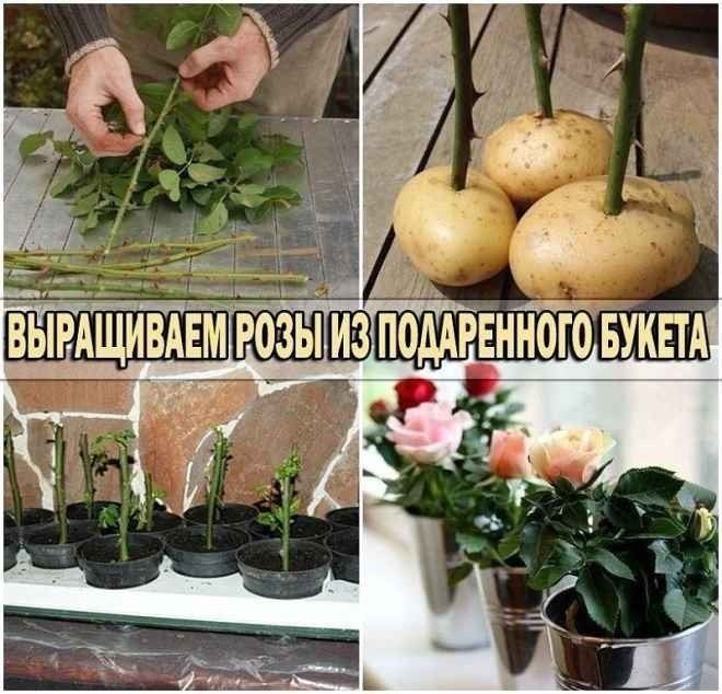 Выращиваем розу из картошки