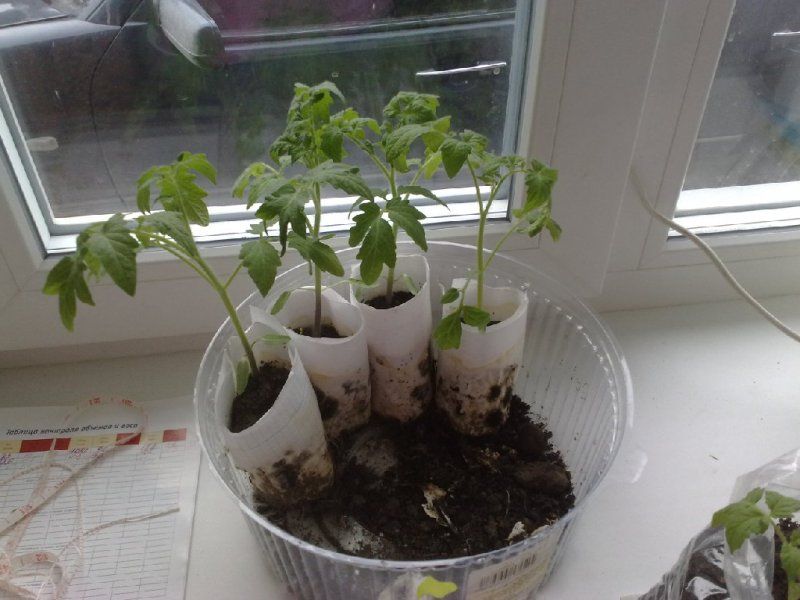 Экономный способ выращивания рассады томатов