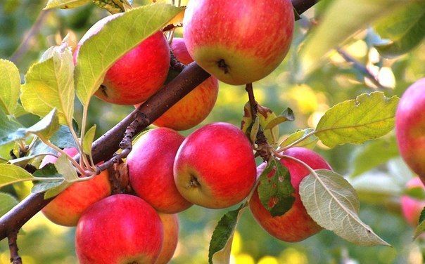 Хорошие соседи для яблони