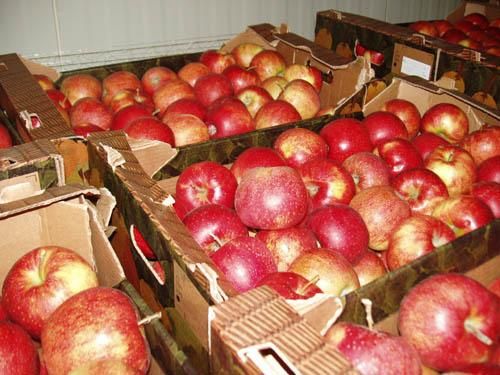 Как сохранить  урожай яблок: простые советы