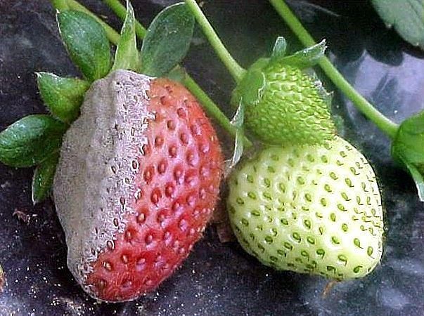 Как уберечь ягоды земляники от серой гнили
