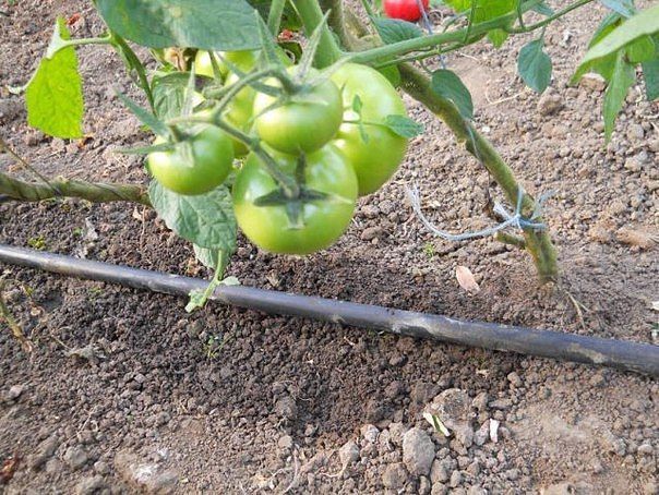 Капельный полив томатов: в чем преимущества