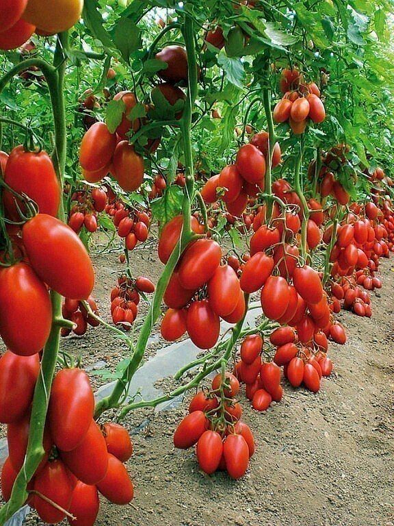 Дрожжевая подкормка для томатов