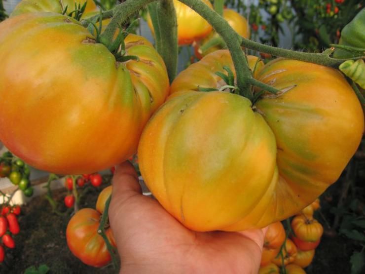 Желтые томаты на страже вашего здоровья