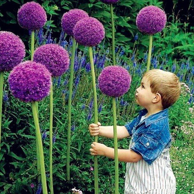 Гигантский лук (Allium giganteum)