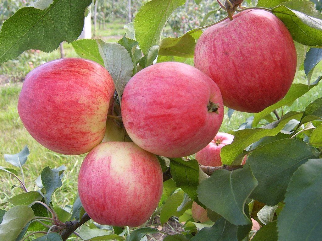 Маленький секрет большого урожая яблок 