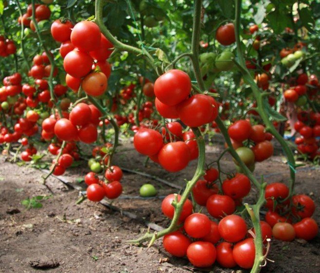 Почва для томатов 
