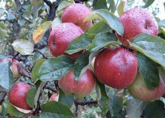 Осыпаются яблоки - подкормите дерево