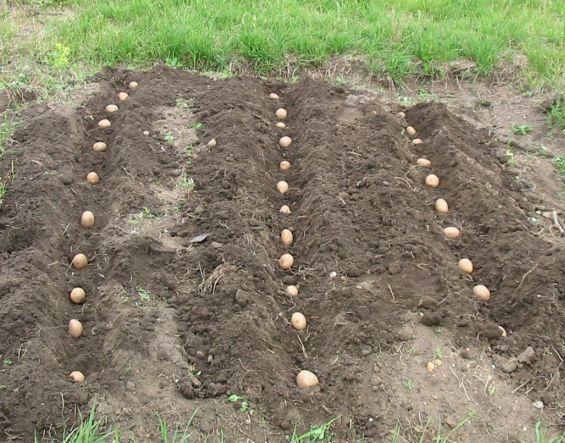 Практический совет по выращиванию картофеля